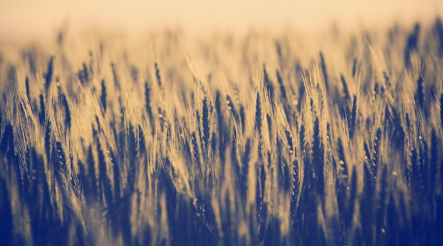 Image credit: Shutterstock