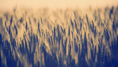 Image credit: Shutterstock
