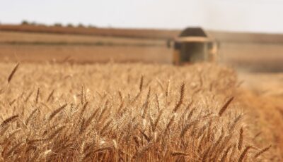 1 grain import ukraine africa