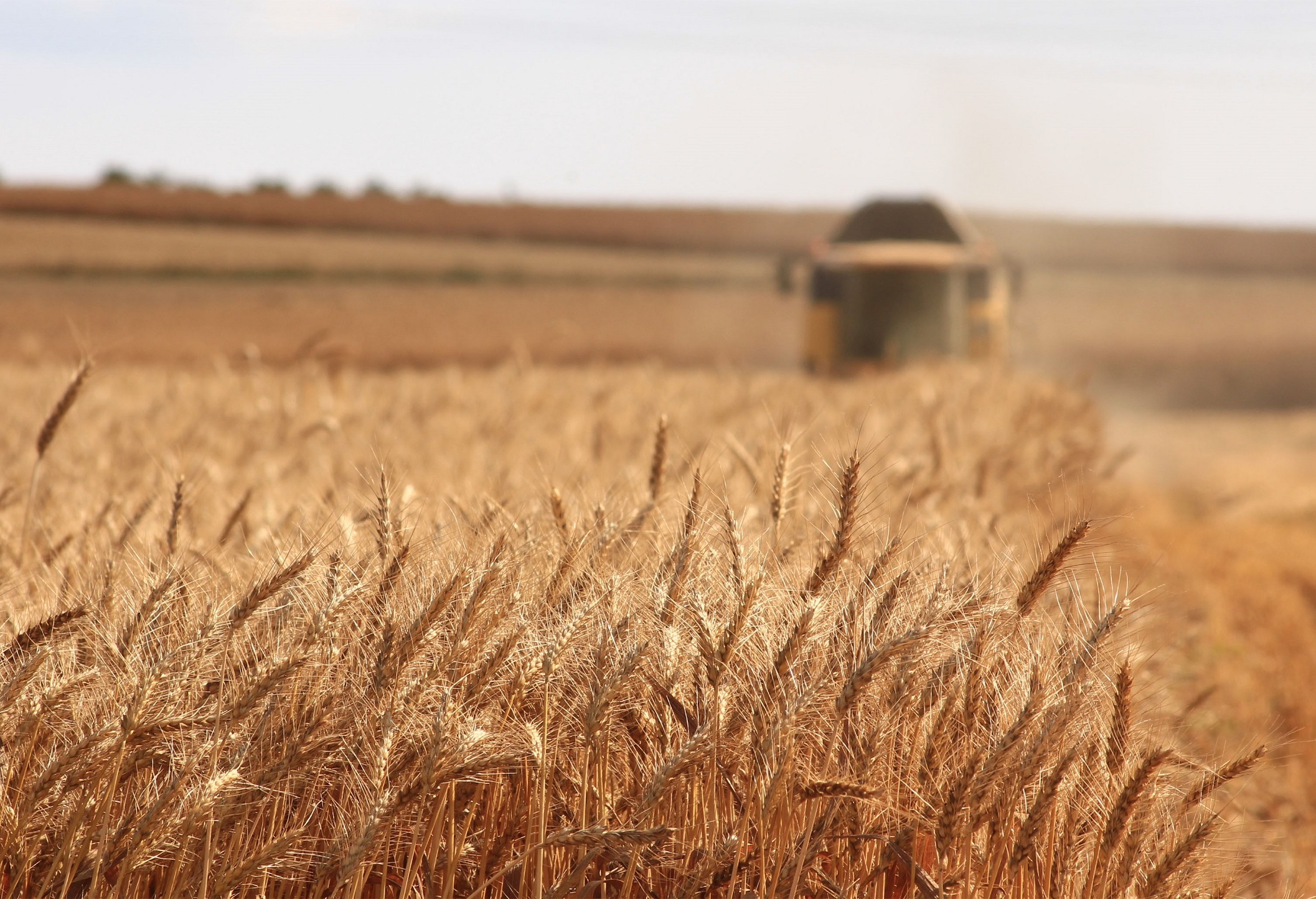1 grain import ukraine africa
