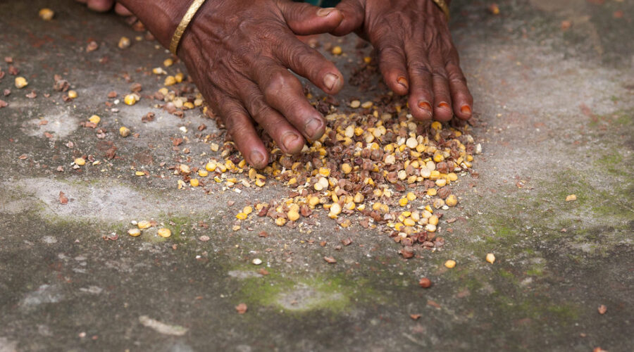 Preparing food with maize and chickpeas in Bangladesh Preparing food with maize and chickpeas in Bangladesh