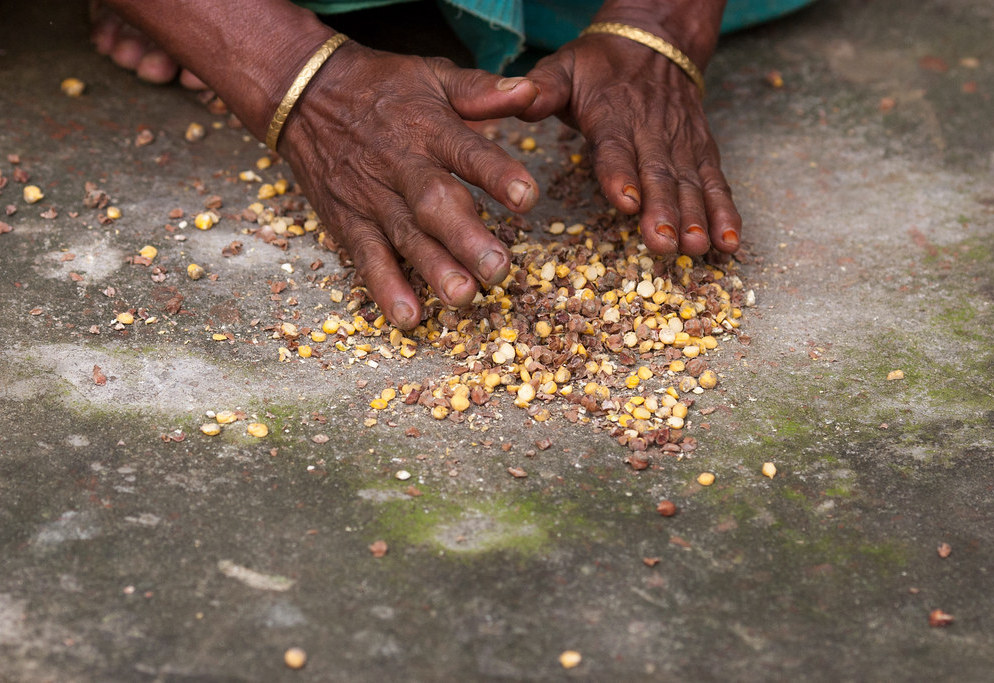 Preparing food with maize and chickpeas in bangladesh