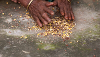Preparing food with maize and chickpeas in bangladesh