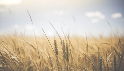 Agriculture 1845835 1280