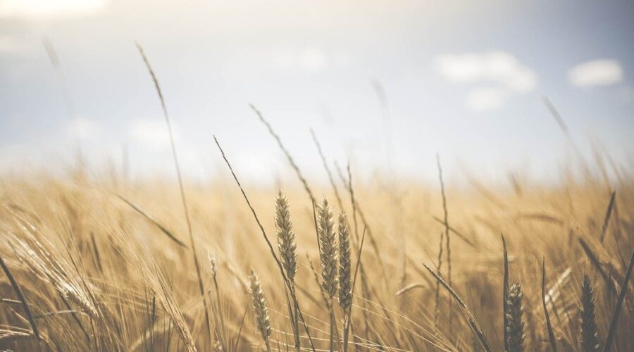 Agriculture 1845835