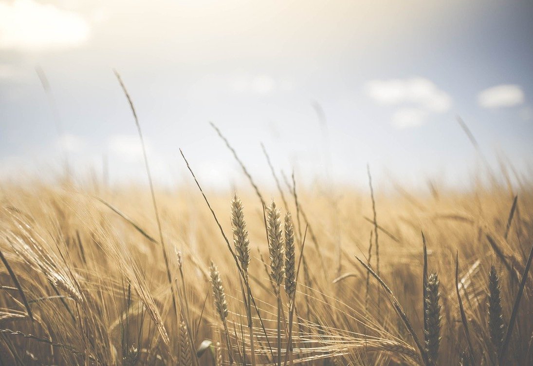 Agriculture 1845835 1280
