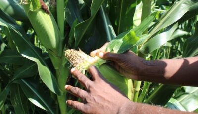As hunger rises the world needs to act to boost food security that is threatened by climate change and conflict credit busani bafana ips 1024x683