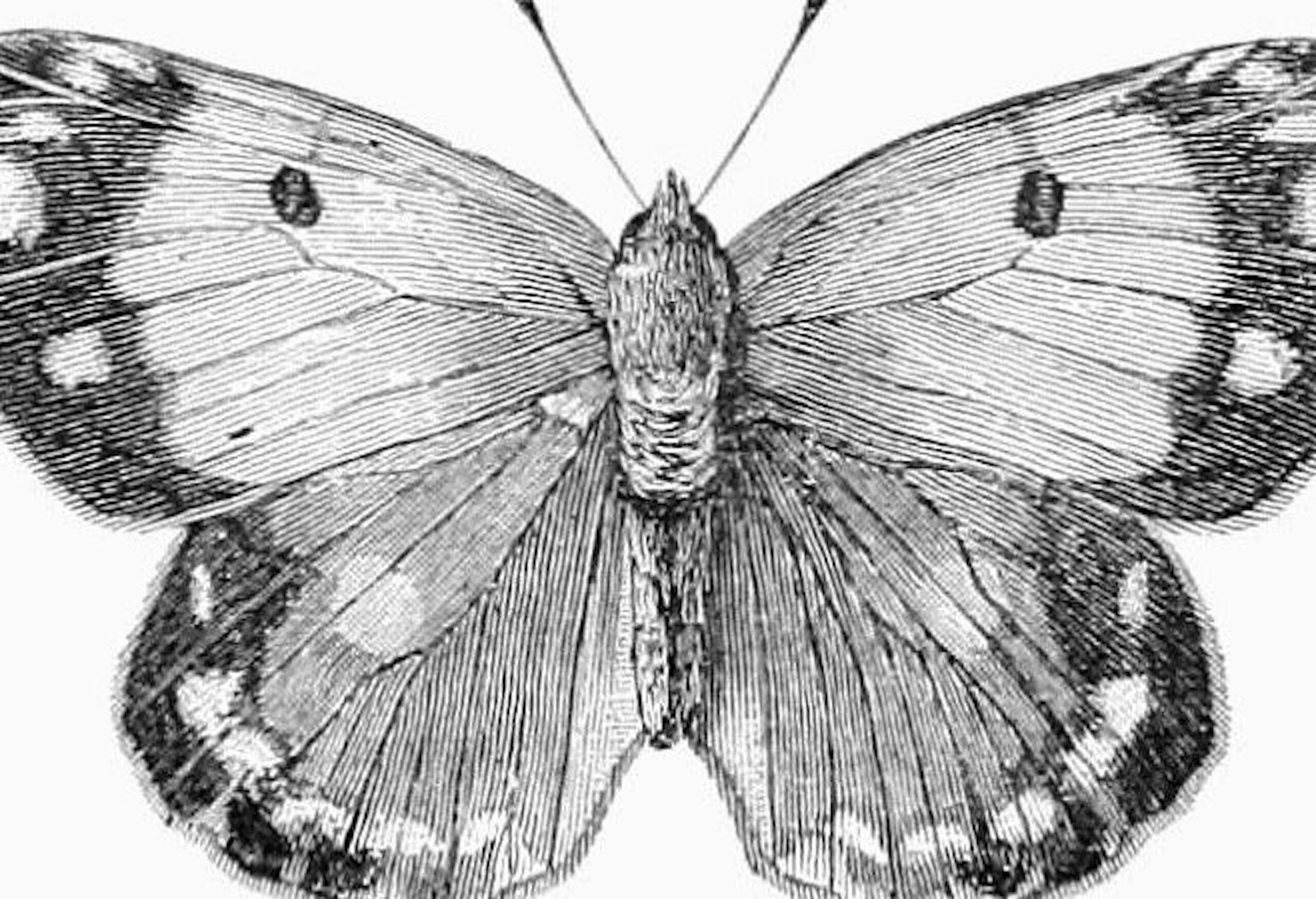 Butterfly 800x445