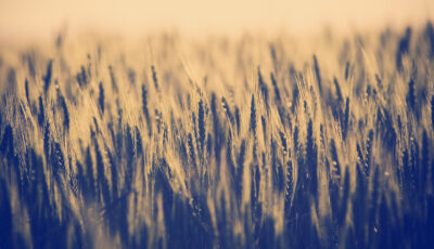 Shutterstock 216406756 0