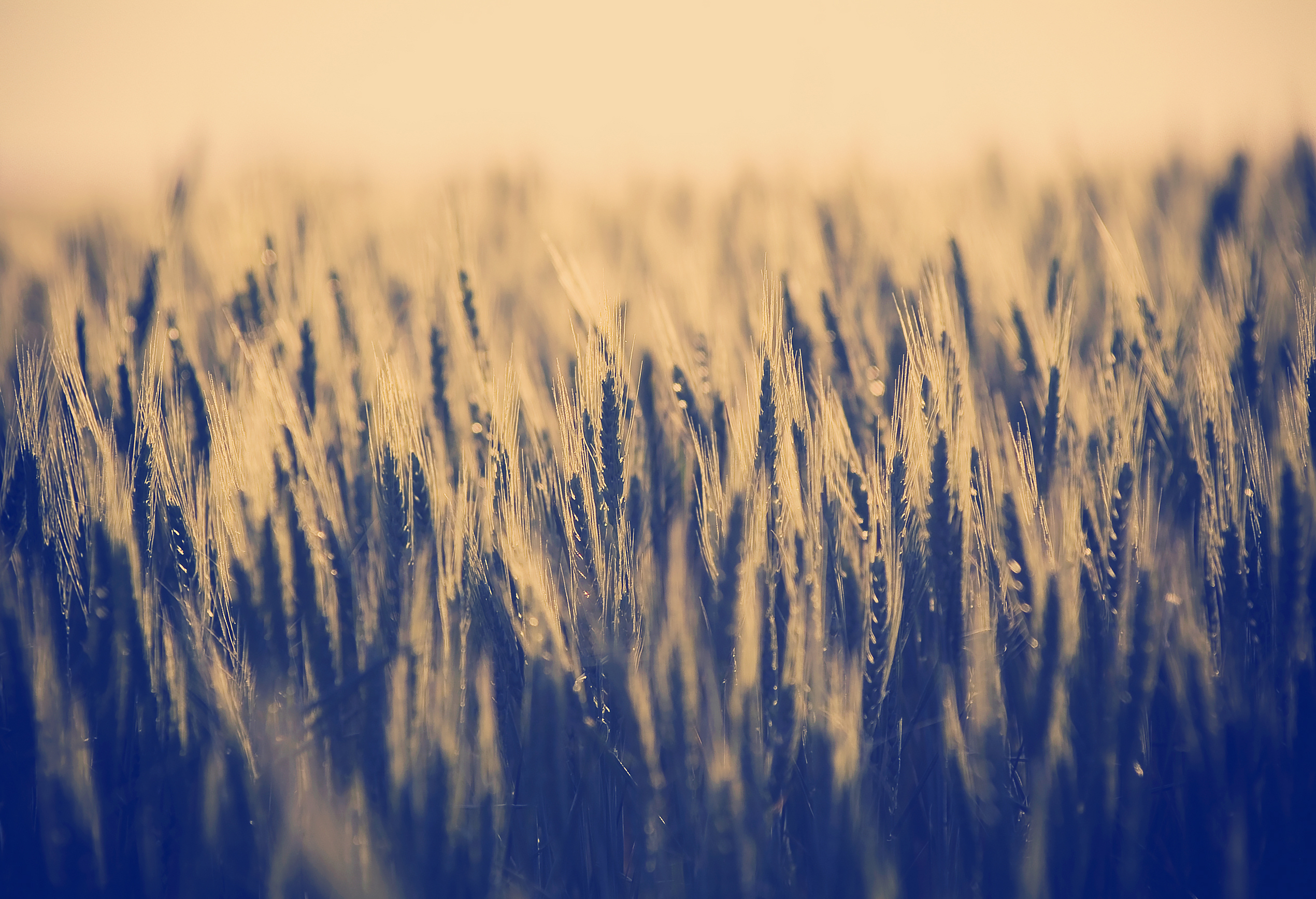 Shutterstock 216406756 0