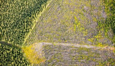 Boreal forest trees clear felled to make way for a new tar sands