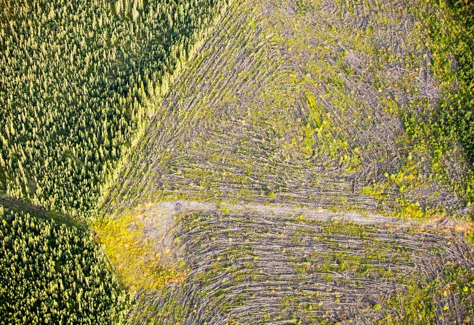 Boreal forest trees clear felled to make way for a new tar sands