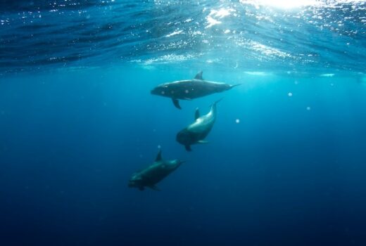 16850330325 cc2c8989d7 c