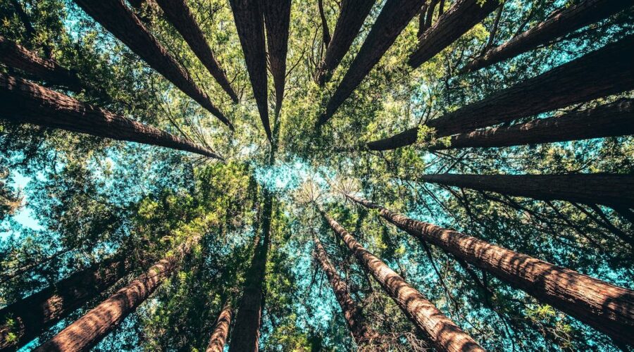 Image credit: Casey Horner, unsplash